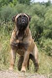 BULLMASTIFF 263